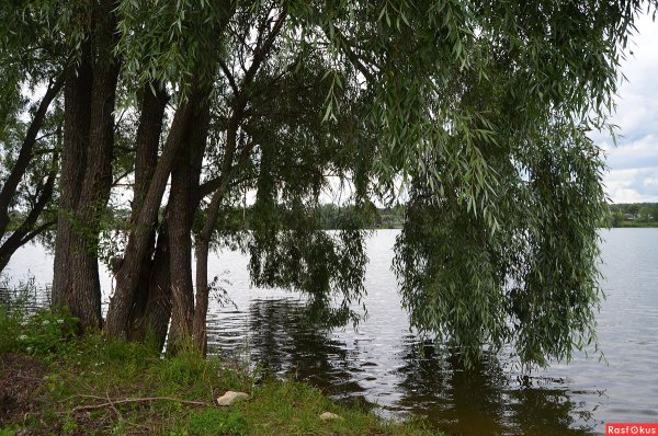 Осокорь Ива