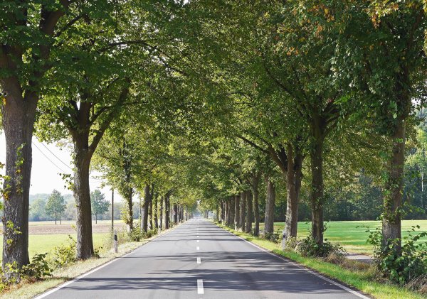 Аллея вдоль дороги