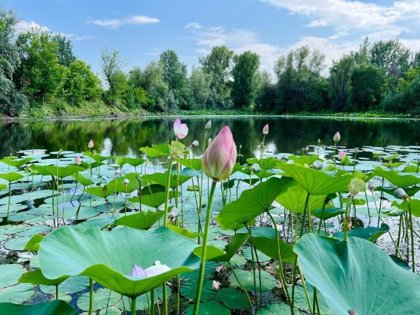 Лотос Волжский Пойма