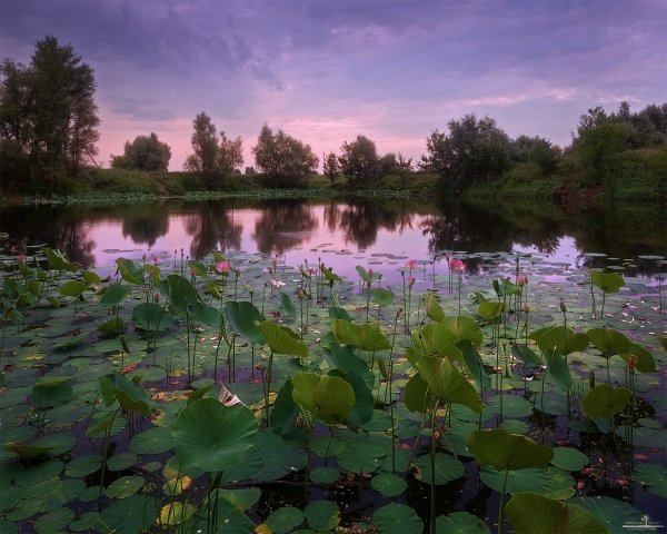 Озеро с лотосами Волгоград