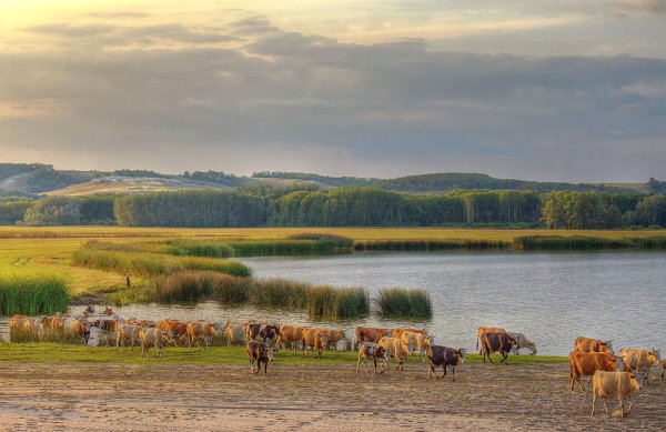 Природа Урюпинского района