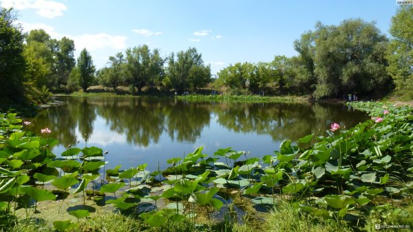 Лотосы в Волго-Ахтубинской пойме