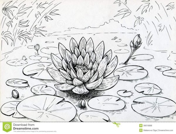 Раскраска пруд с кувшинками