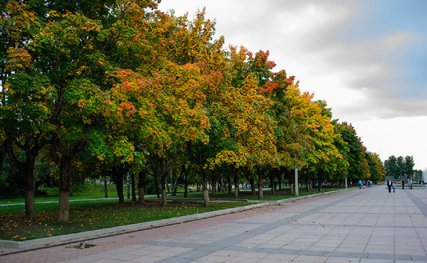 Парк соловьи Брянск