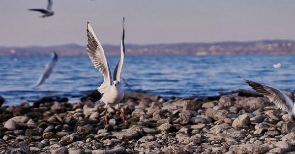 Чайка на Байкале