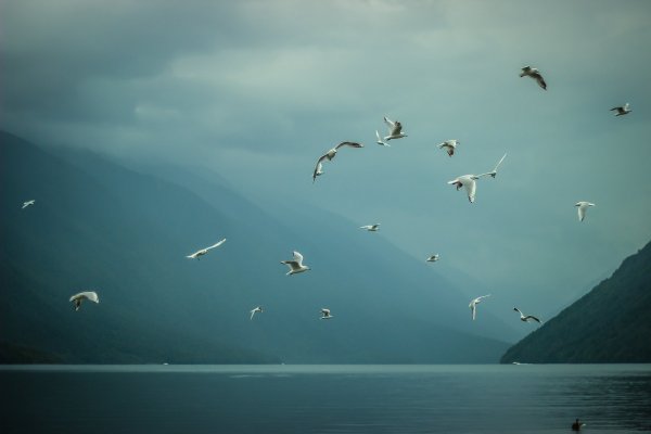 Эстетика море Чайки