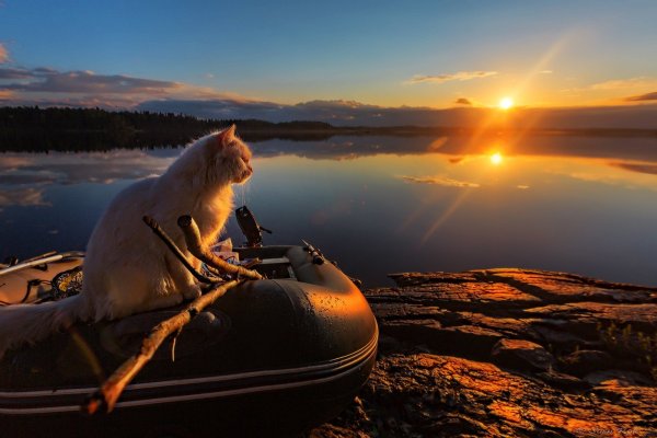 Котик в лодке