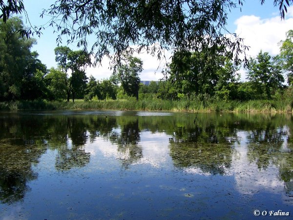 Озеро донище Воронеж