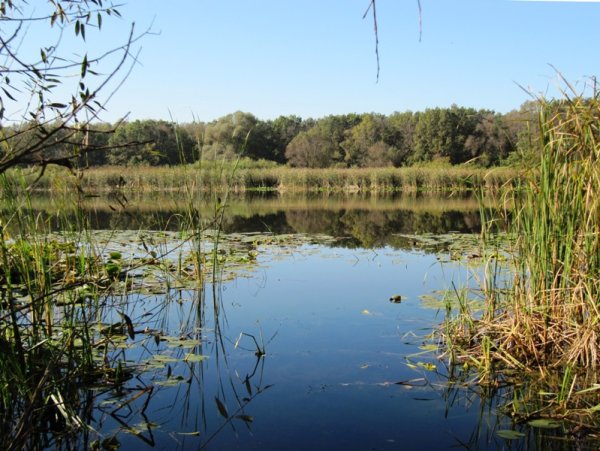 Жировское озеро Воронежская область