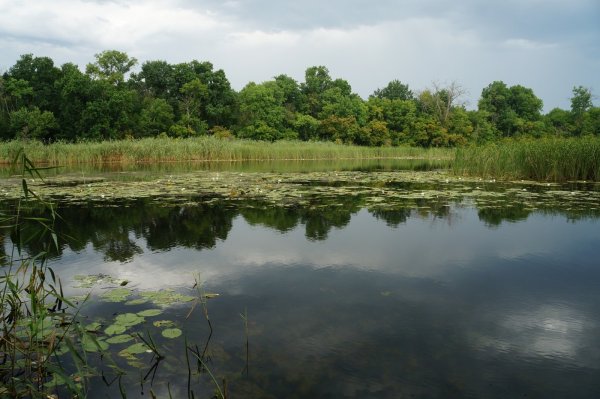 Река Битюг Воронежской