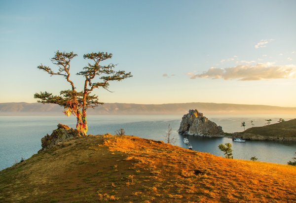 Дерево Байкала на Ольхоне