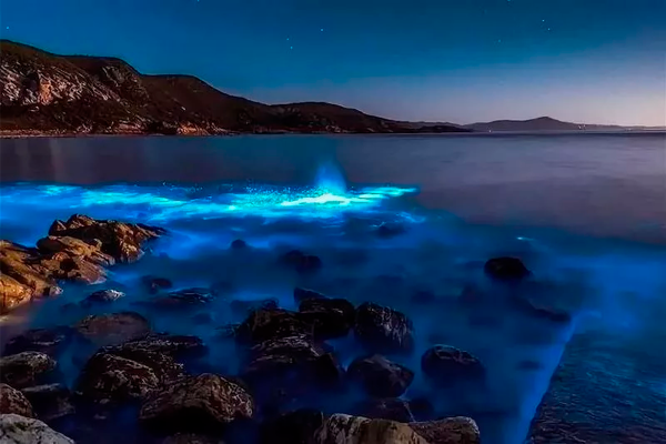 Биолюминесценция морские водоросли
