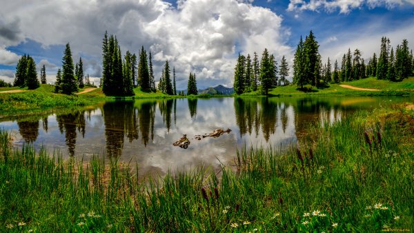 Лето лес озеро