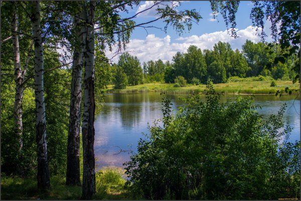 Березовый леслес озеро