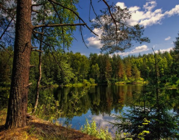 Лесное озеро в Ленинградской области