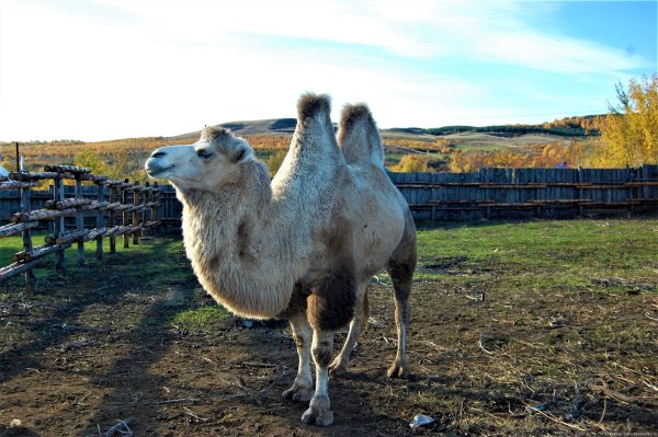 Вольерное хозяйство Теремок Хвалынск