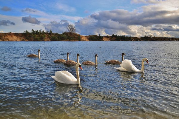Птицы на озере