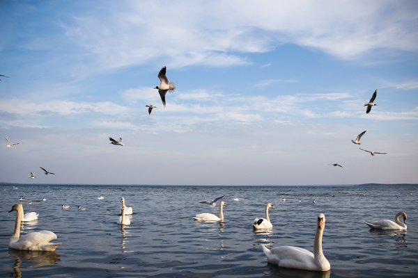 Птицы озера Нарочь