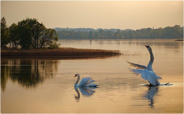 Озеро Нарочь лебеди