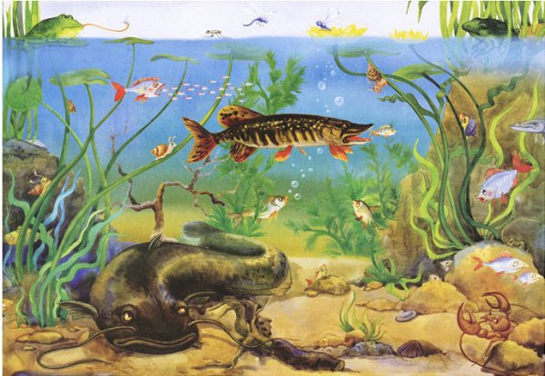 Обитатели водоемов