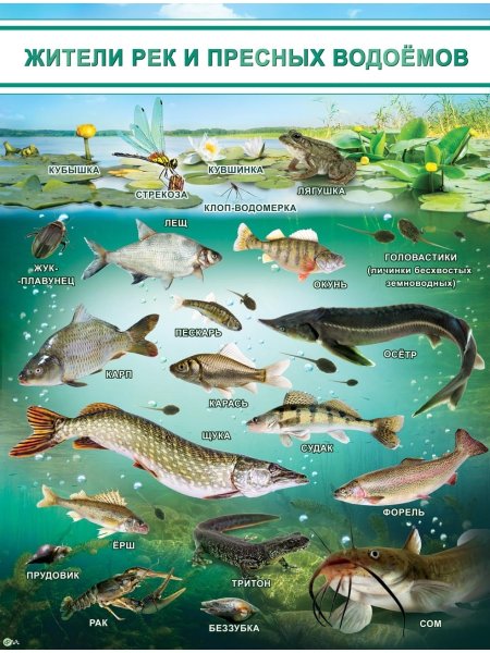 Обитатели рек