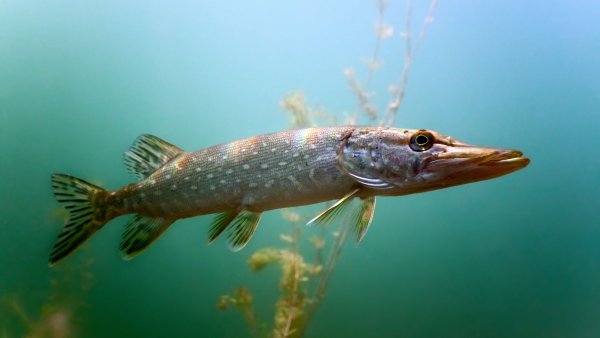 Щука Esox Lucius