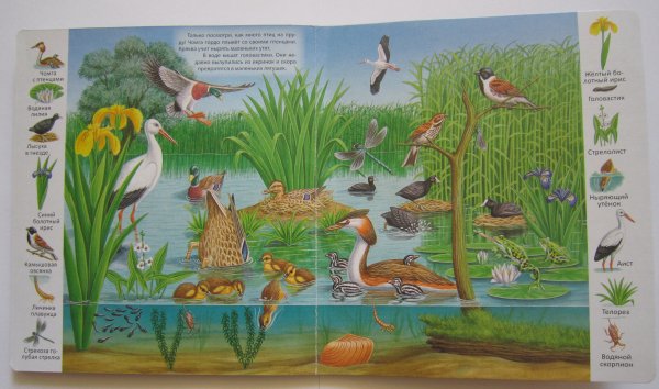 Обитатели пруда