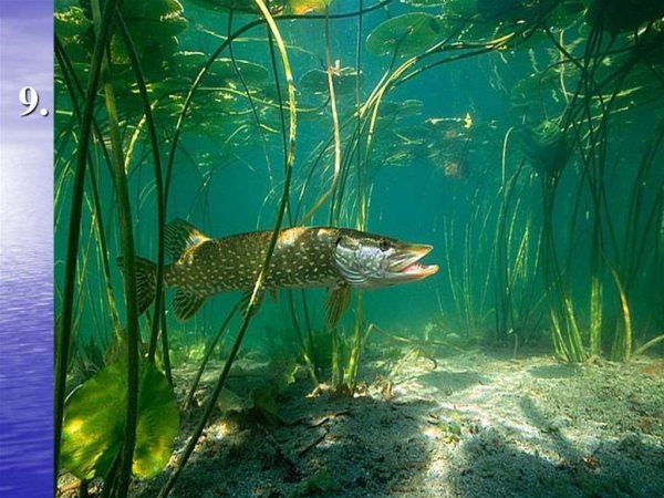 Животный мир водоемов