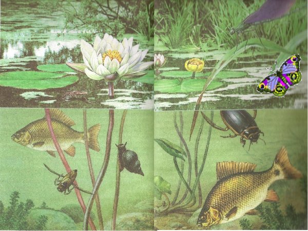 Обитатели и растения водоема