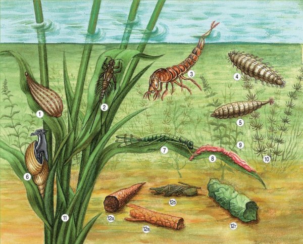 Ручейник Зообентос