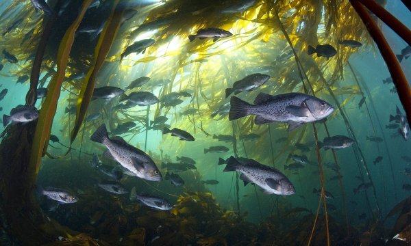 Рыба в речке