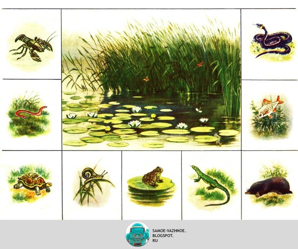 Зоологическое лото "в мире животных"