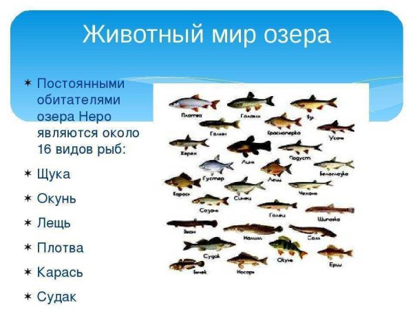 Обитатели озера