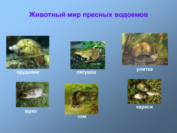 Обитатели водоемов