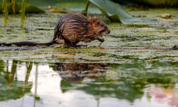 Ондатра Речная на Кубани