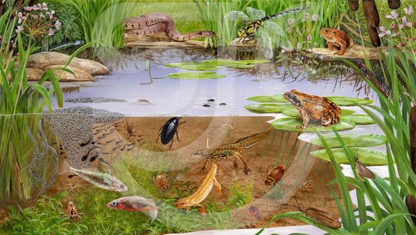 Обитатели пруда