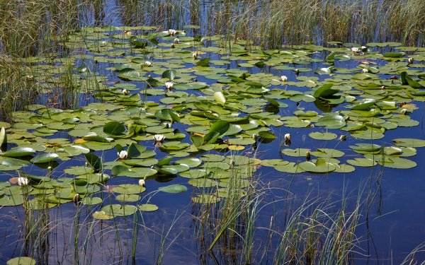 Ряска Болотная Тина