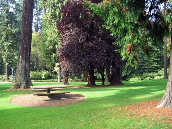 Палисандры Америка парк