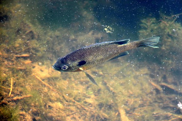 Мелководье рыбы