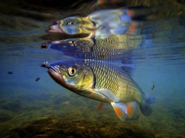 Речная рыба голавль