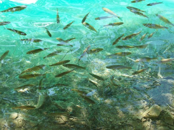 Стая рыб в озере