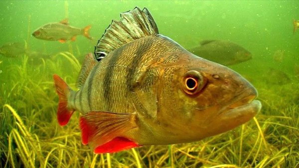 Окунь в реке