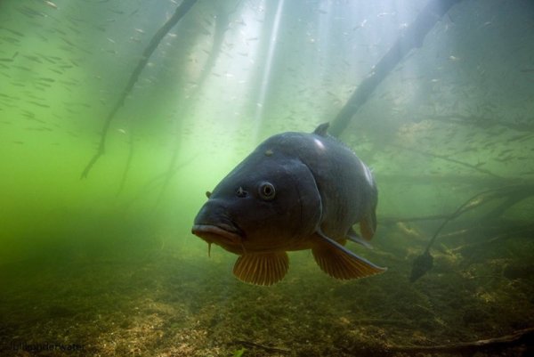 Речная рыба Карп