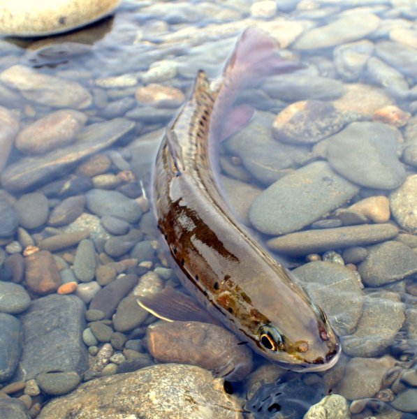 Рыбы дальнего Востока