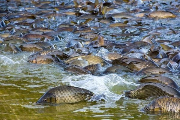 Нерест сазана