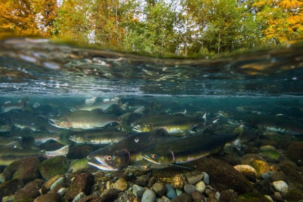 Горбуша Речная рыба