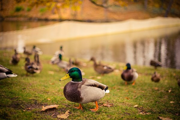 Селезень кряквы осенью