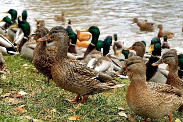 Парк утки