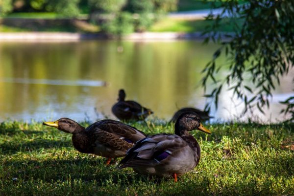Парк Новодевичьи пруды утки
