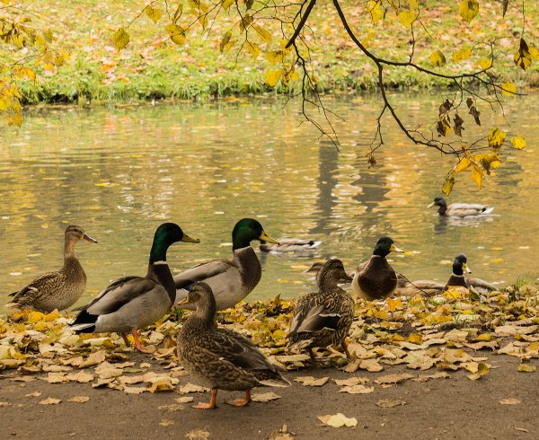 Павловский парк утки